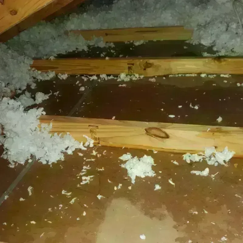 Attic Water Damage in San Elizario, TX