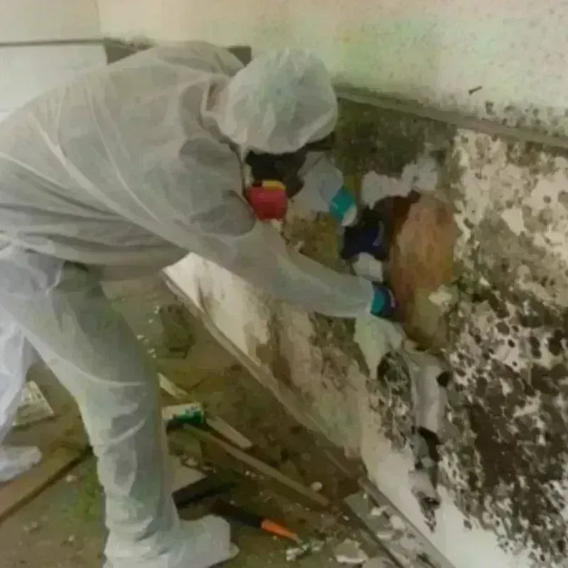 Mold Remediation and Removal in San Elizario, TX